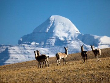 Mount Kailash Mansarovar Yatra